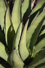 Agave × glomeruliflora