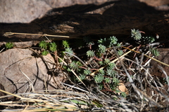 Sedum havardii