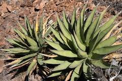 Agave × glomeruliflora