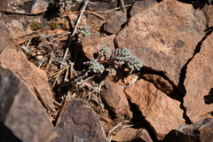 Sedum havardii