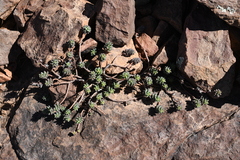Sedum havardii