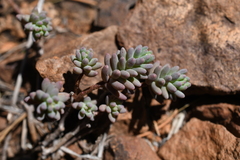 Sedum havardii