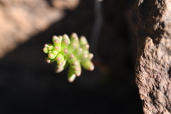 Sedum havardii