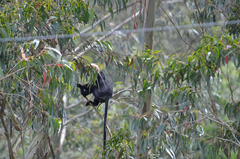 Semnopithecus johnii