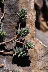 Sedum havardii