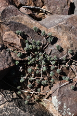 Sedum havardii