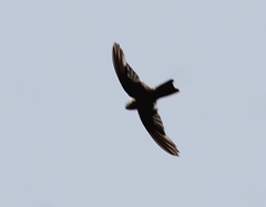 Aerodramus unicolor