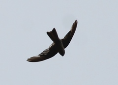 Aerodramus unicolor