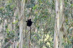 Semnopithecus johnii