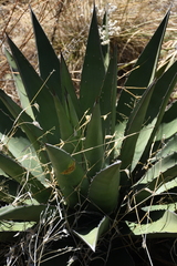 Agave × glomeruliflora