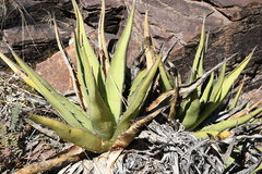 Agave × glomeruliflora