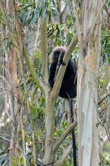 Semnopithecus johnii