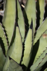 Agave × glomeruliflora