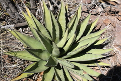 Agave × glomeruliflora