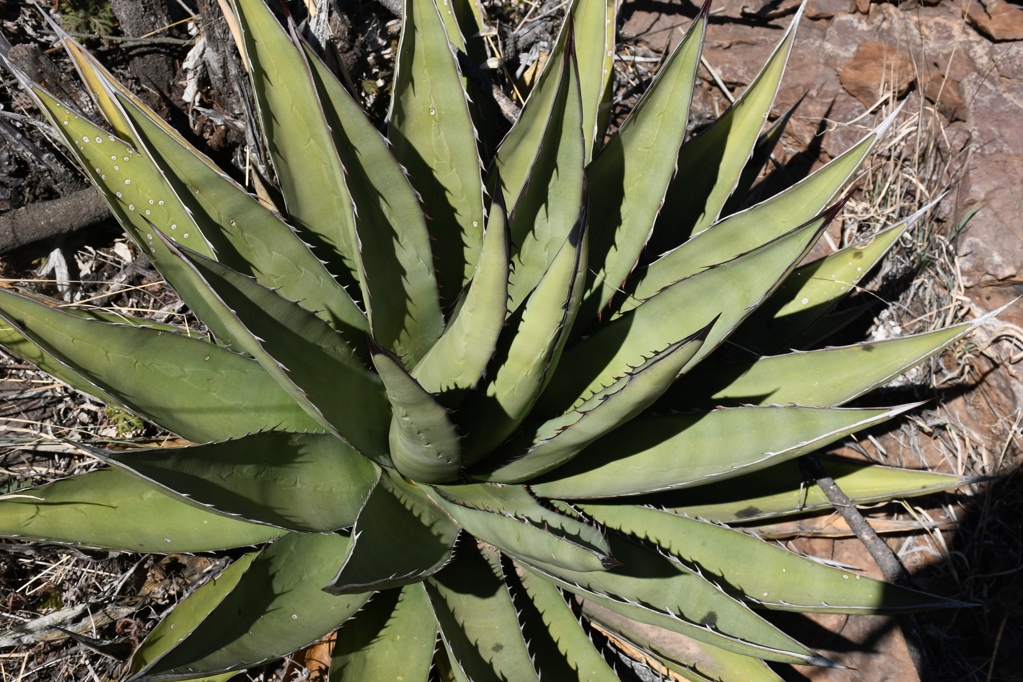 Agave X glomeruliflora