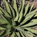 Agave × glomeruliflora - Photo (c) Curren Frasch,  זכויות יוצרים חלקיות (CC BY-NC), uploaded by Curren Frasch