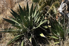 Agave × glomeruliflora