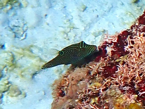 False-eyed Pufferfish