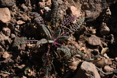 Packera millelobata