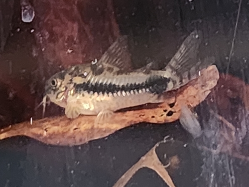 Dwerg-pantsermeerval (Corydoras habrosus) — Callichthyidae — 4