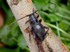 Hepomidion stygicum