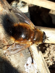 Tachina lurida