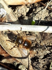 Tachina lurida