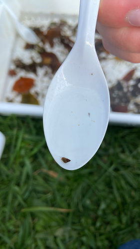Potamopyrgus antipodarum