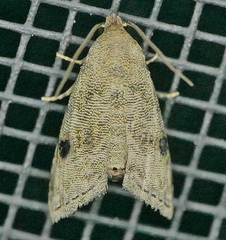 Abablemma brimleyana