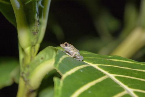 Marti's Rain Frog, Pristimantis martiae