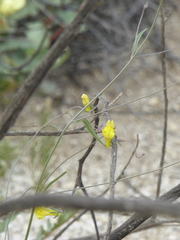 Neogaerrhinum filipes