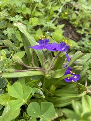 Tradescantia humilis