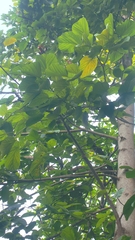 Pterygota alata