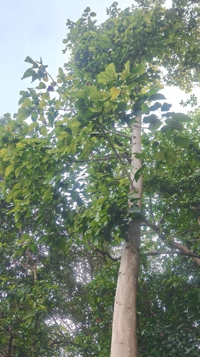 Pterygota alata, photograph 2