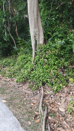 Pterygota alata, photograph 3