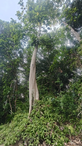 Pterygota alata, photograph 4
