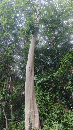 Pterygota alata, photograph 5