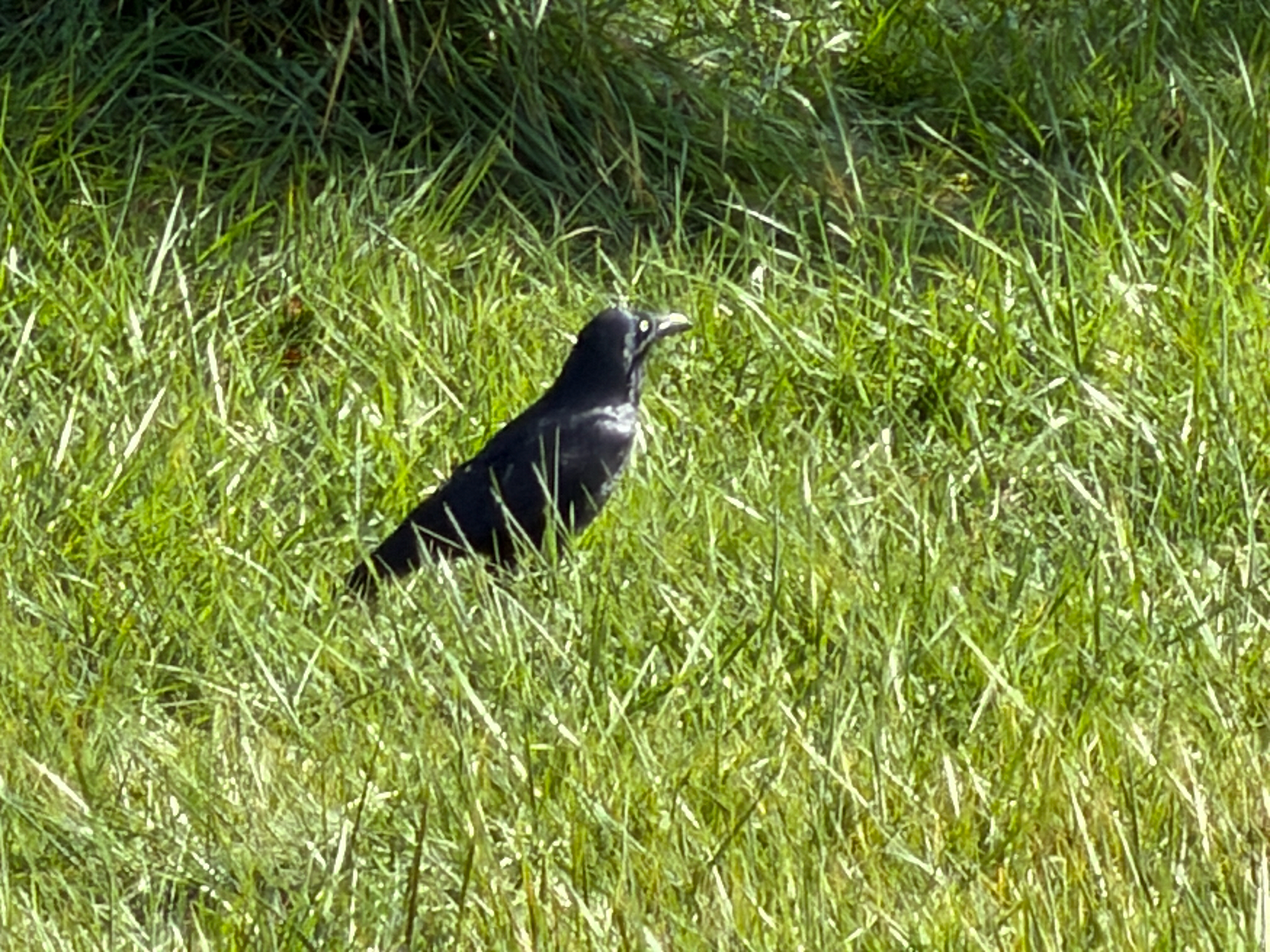 Forest Raven (Corvus tasmanicus), photo 5