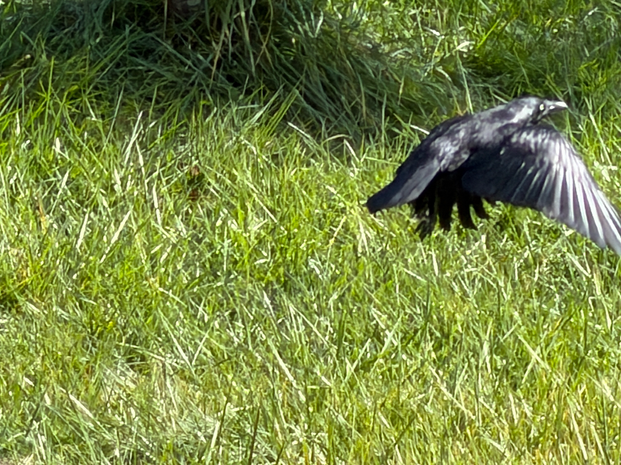 Forest Raven (Corvus tasmanicus), photo 7