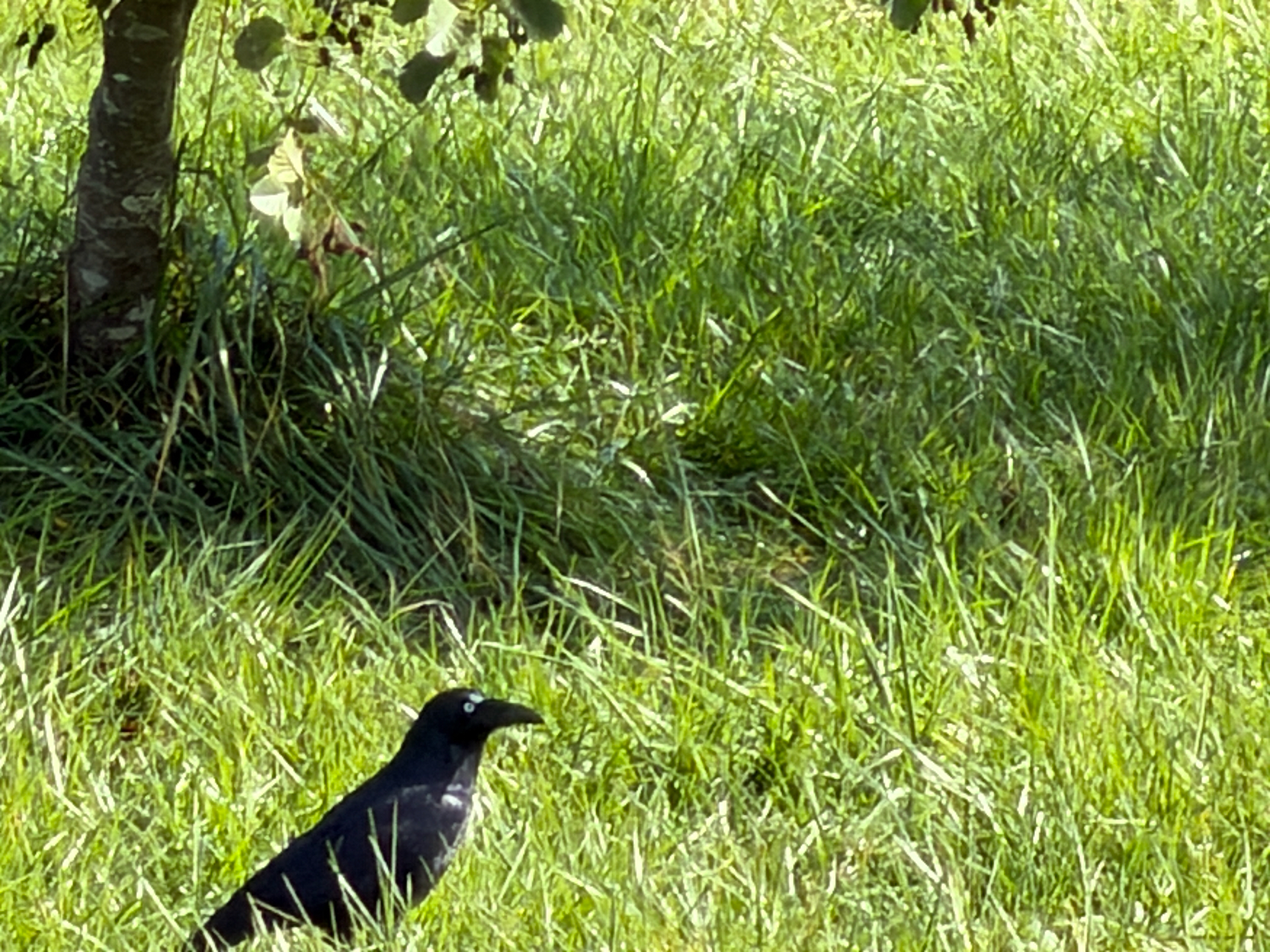Forest Raven (Corvus tasmanicus), photo 6