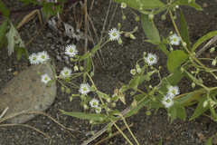 Stellaria radians
