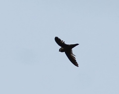 Aerodramus unicolor