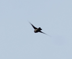 Aerodramus unicolor