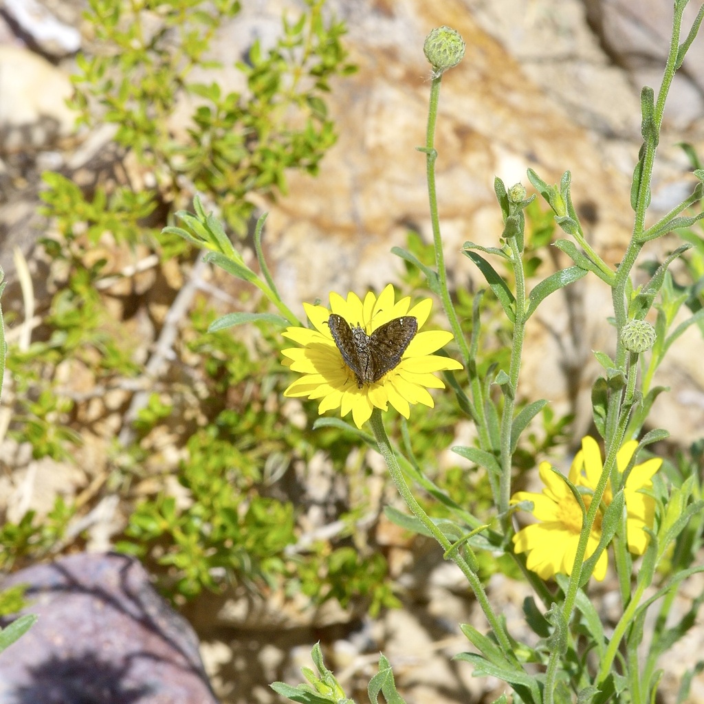 Saltbush Sootywing