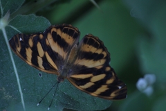 Herona marathus