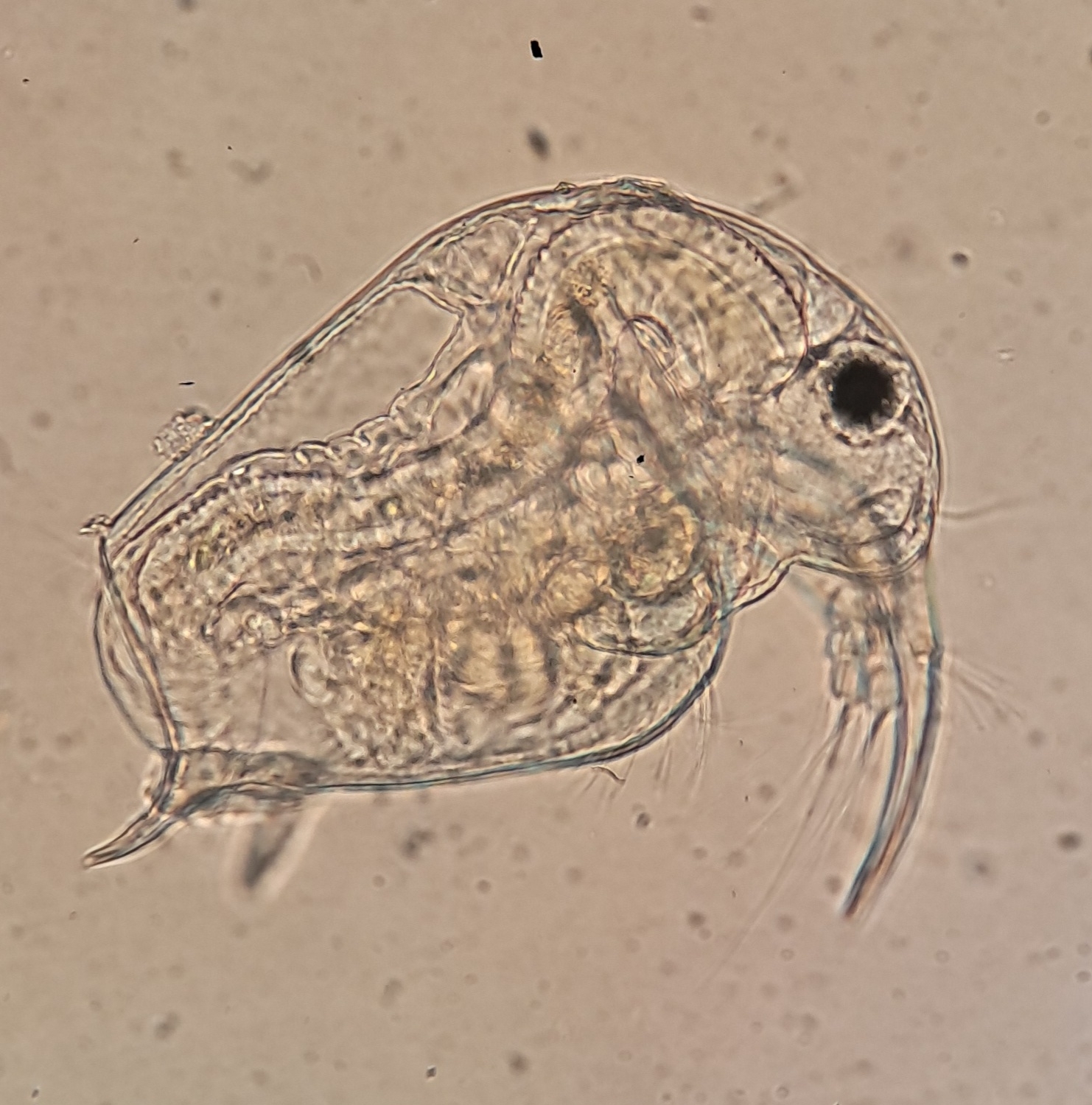 Bosmina meridionalis Sars, 1904