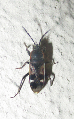 Lanchnophorus singalensis