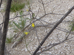 Neogaerrhinum filipes