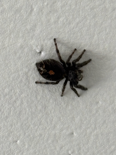 Bold Jumping Spider