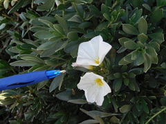 Convolvulus cneorum